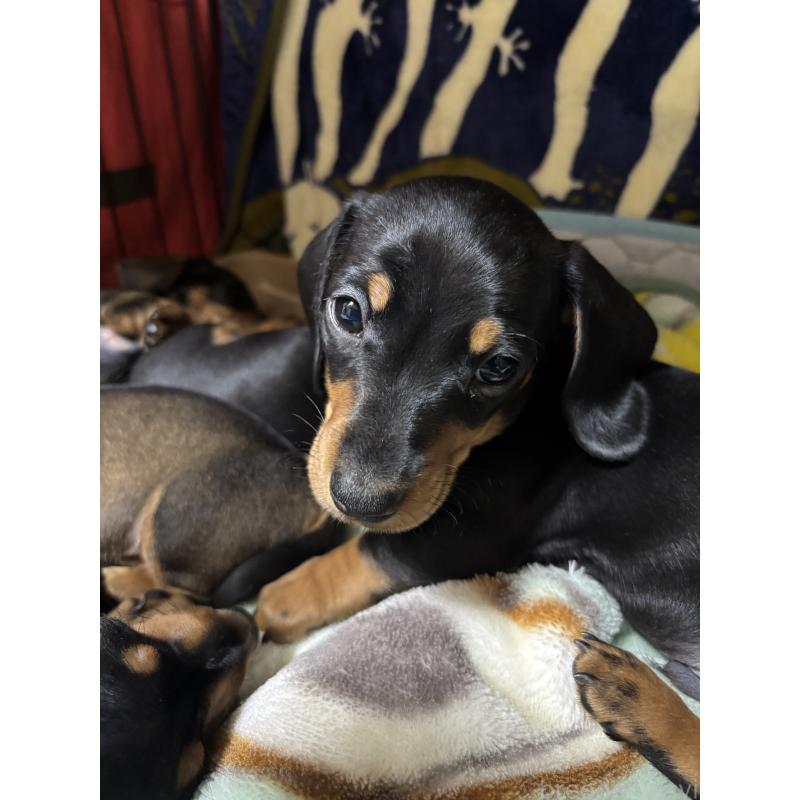 販売中の茨城県のミニチュアダックスフンド(スムースヘアード)-440538の2枚目