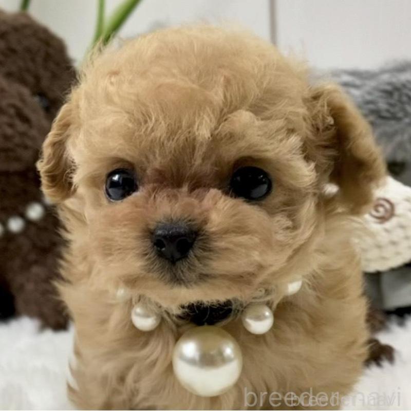 販売中の岐阜県のティーカッププードル-440527