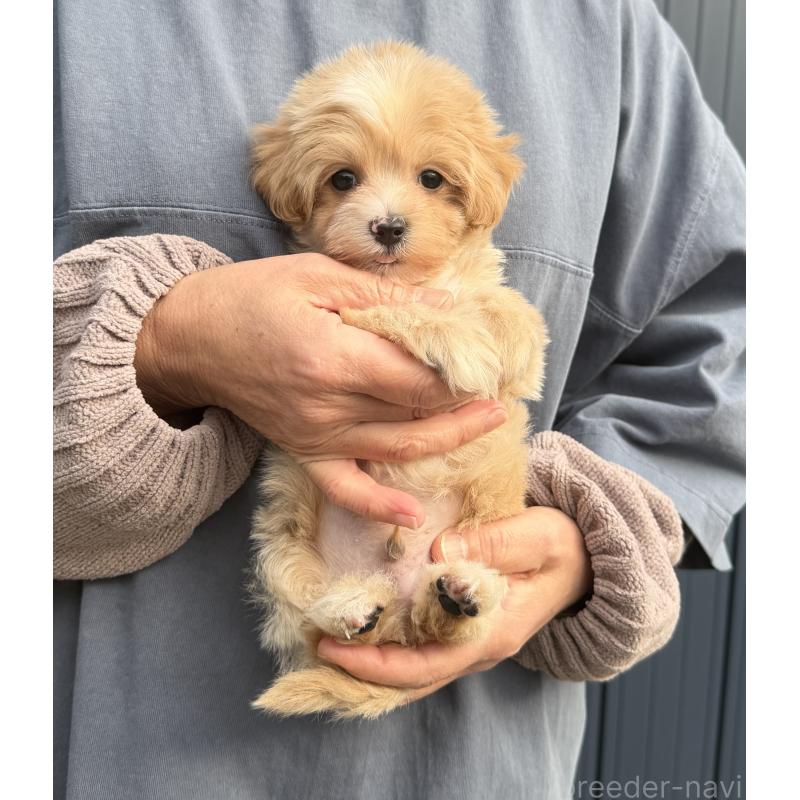 販売中の千葉県のマルプー:マルチーズ×トイプードル-439357の41枚目