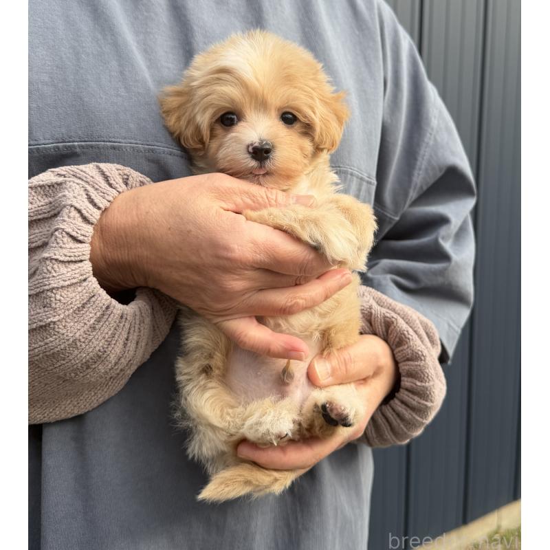 販売中の千葉県のマルプー:マルチーズ×トイプードル-439357の40枚目