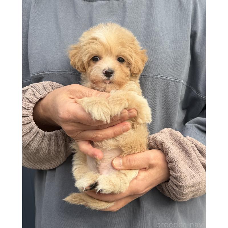 販売中の千葉県のマルプー:マルチーズ×トイプードル-439357の38枚目