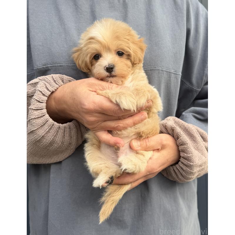 販売中の千葉県のマルプー:マルチーズ×トイプードル-439357の36枚目