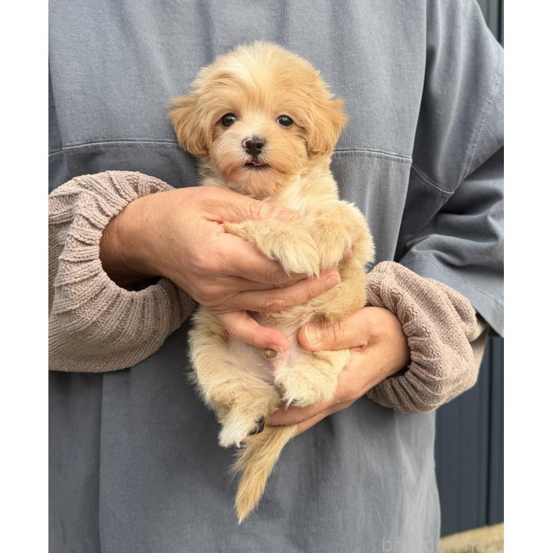 販売中の千葉県のマルプー:マルチーズ×トイプードル-439357の35枚目