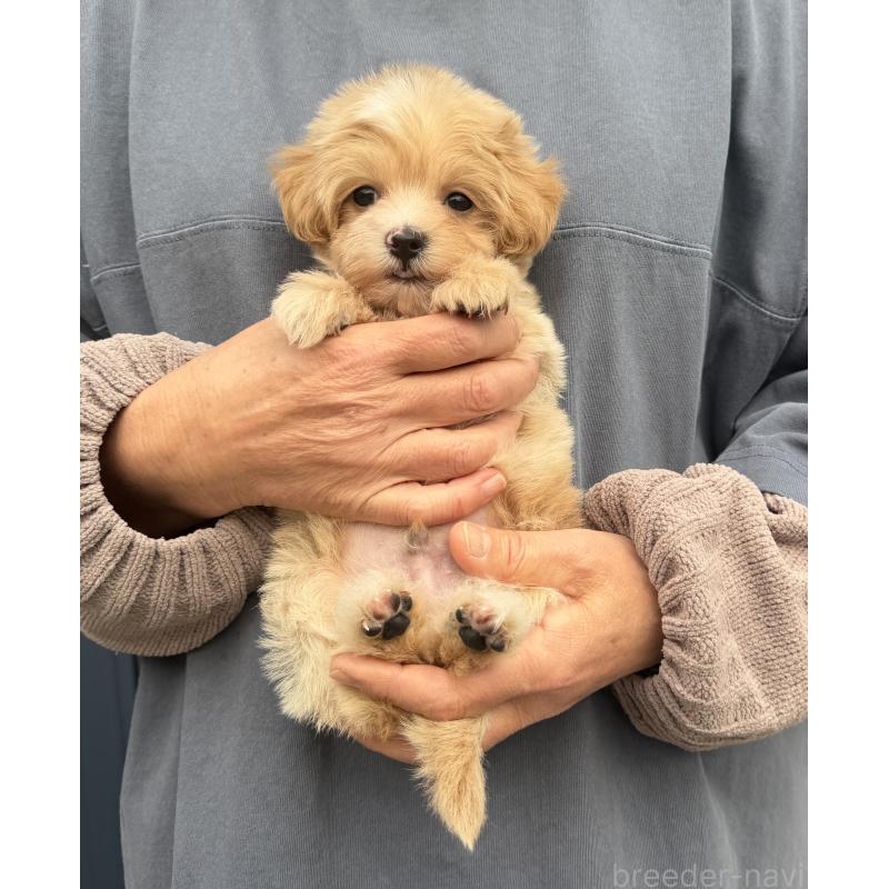 販売中の千葉県のマルプー:マルチーズ×トイプードル-439357の34枚目