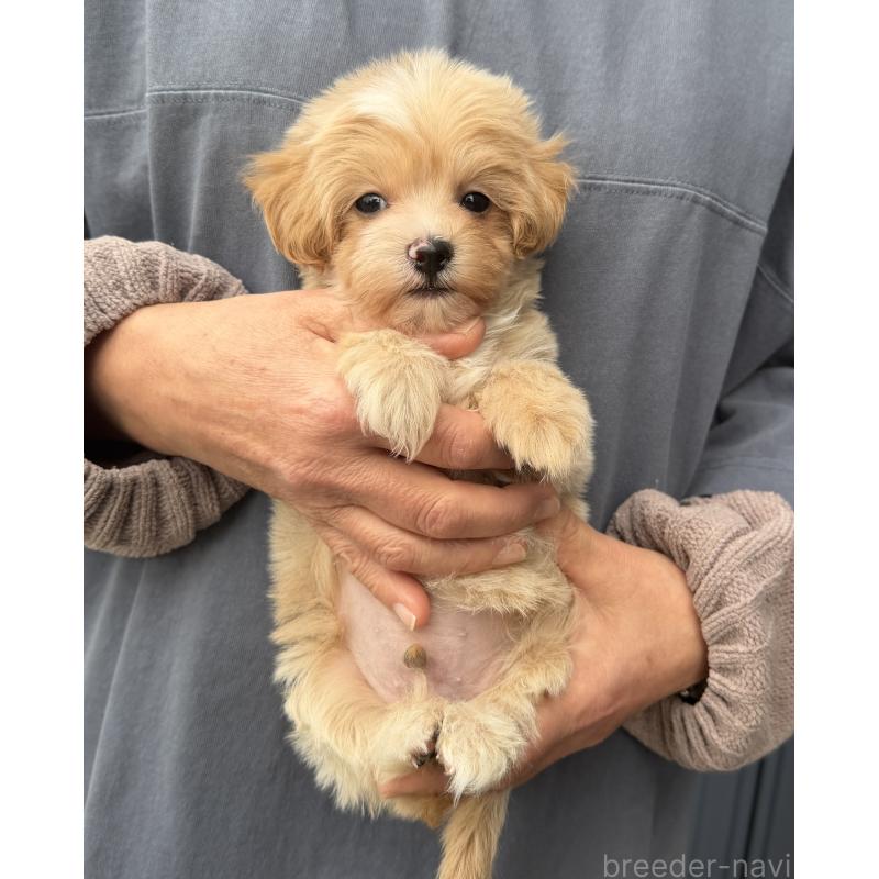 販売中の千葉県のマルプー:マルチーズ×トイプードル-439357の33枚目