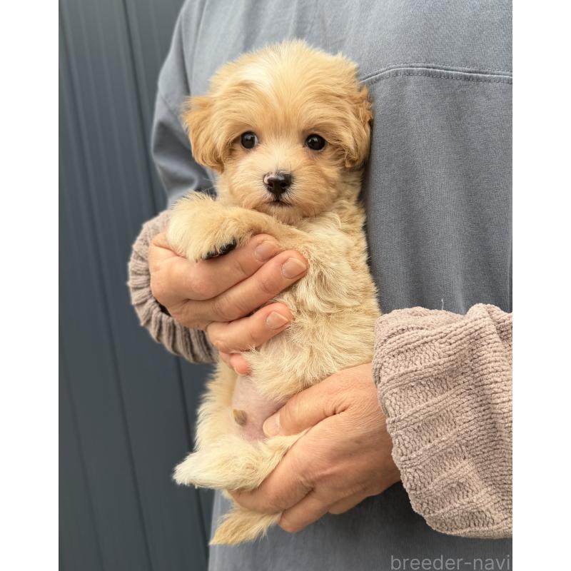 販売中の千葉県のマルプー:マルチーズ×トイプードル-439357の32枚目