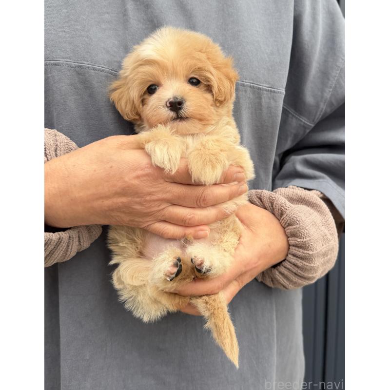 販売中の千葉県のマルプー:マルチーズ×トイプードル-439357の31枚目