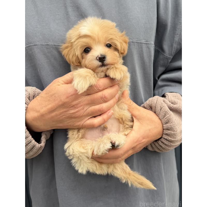 販売中の千葉県のマルプー:マルチーズ×トイプードル-439357の30枚目