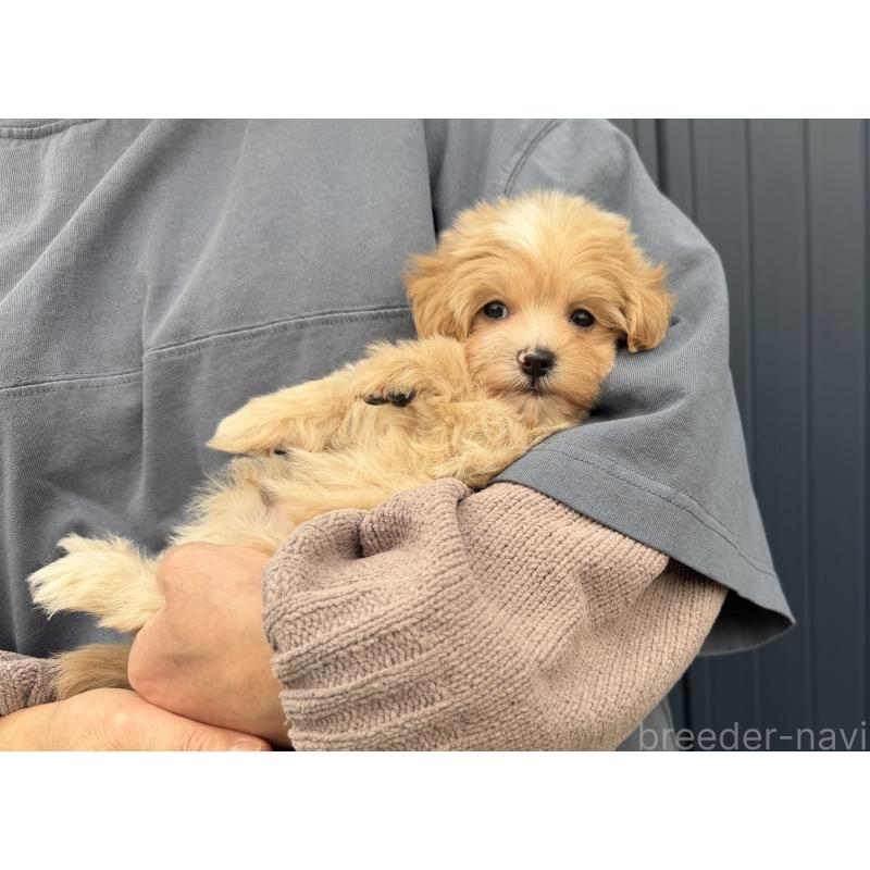 販売中の千葉県のマルプー:マルチーズ×トイプードル-439357の29枚目