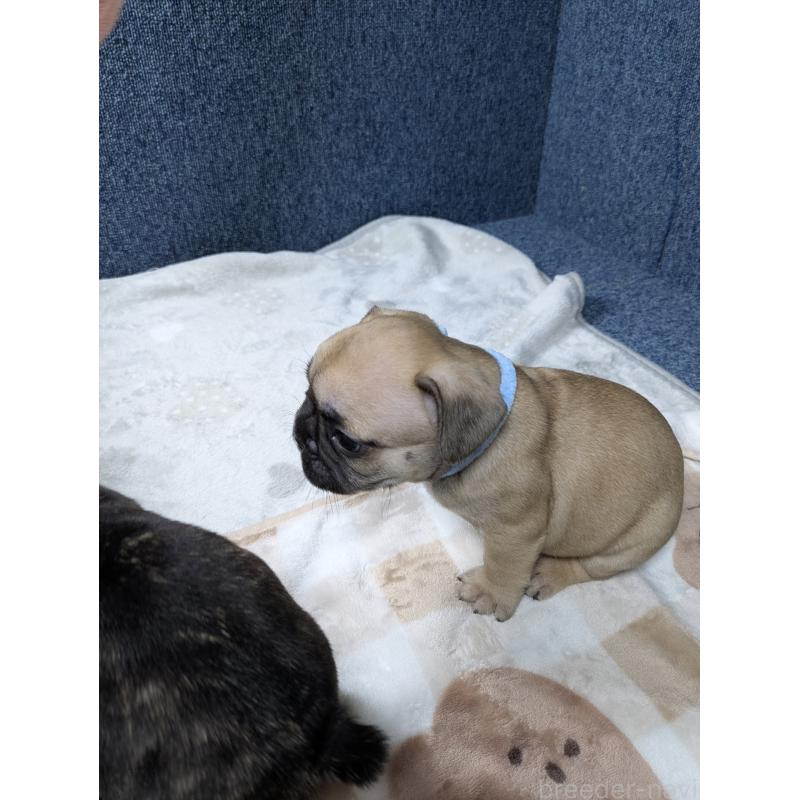 販売中の広島県のフレンチブルドッグ-440532の9枚目