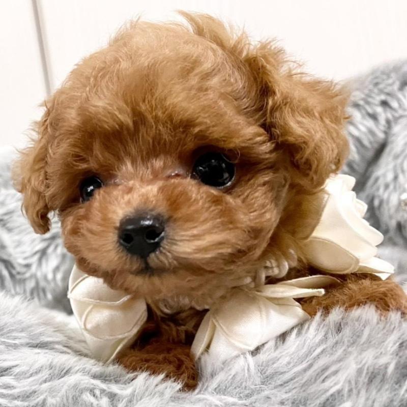 販売中の岐阜県のティーカッププードル-440529