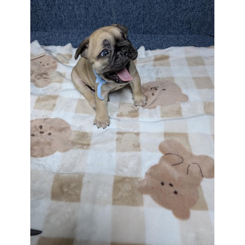 販売中の広島県のフレンチブルドッグ-440532の4枚目