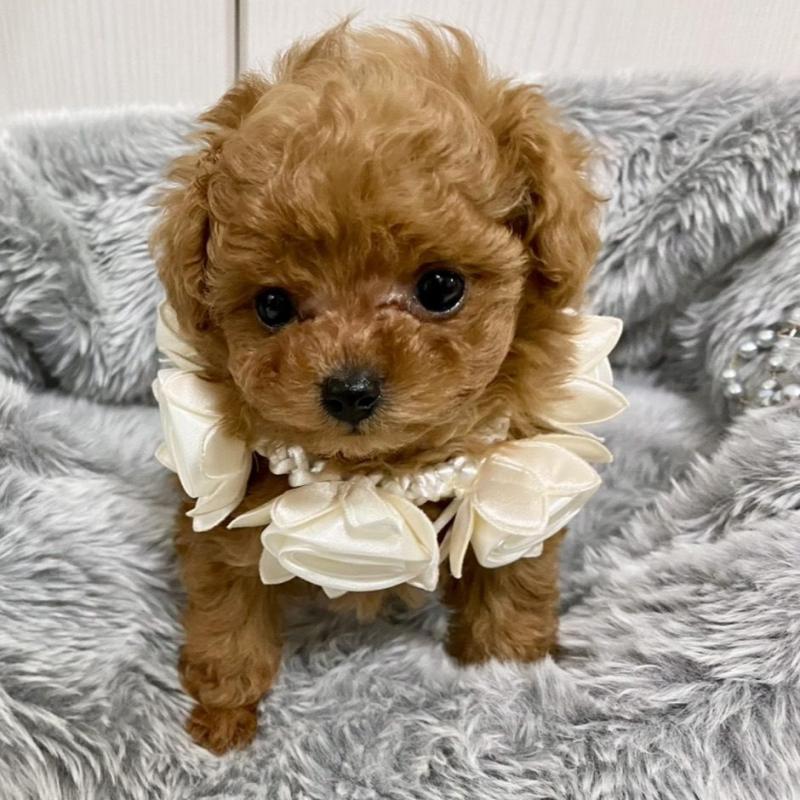 販売中の岐阜県のティーカッププードル-440529の6枚目