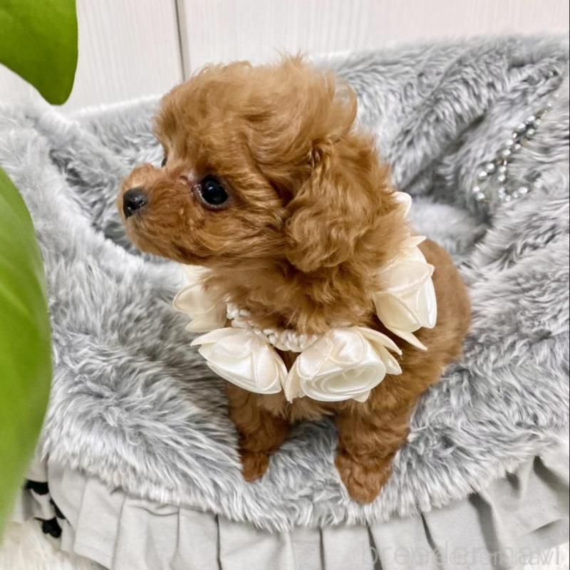 販売中の岐阜県のティーカッププードル-440529の5枚目