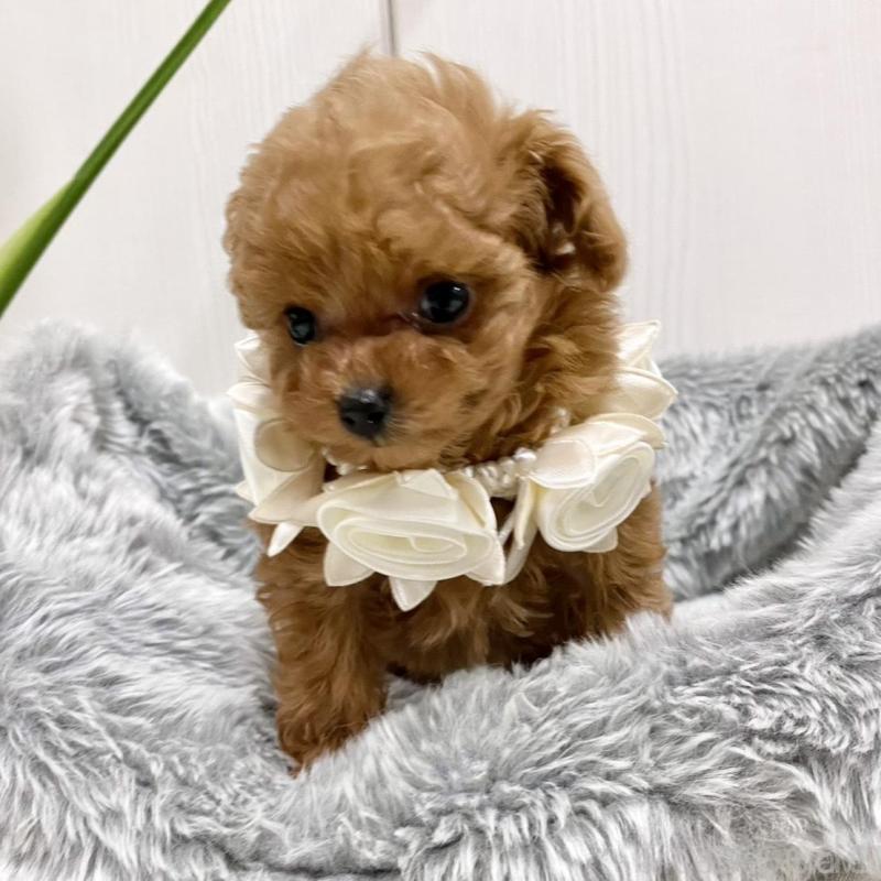 販売中の岐阜県のティーカッププードル-440529の4枚目