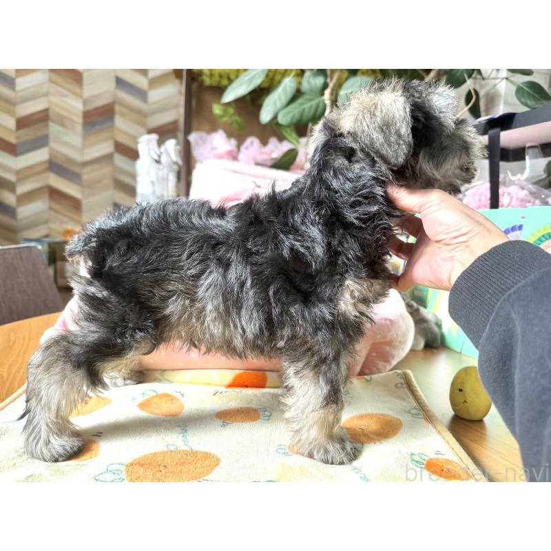 販売中の大阪府のミニチュアシュナウザー-440530の9枚目