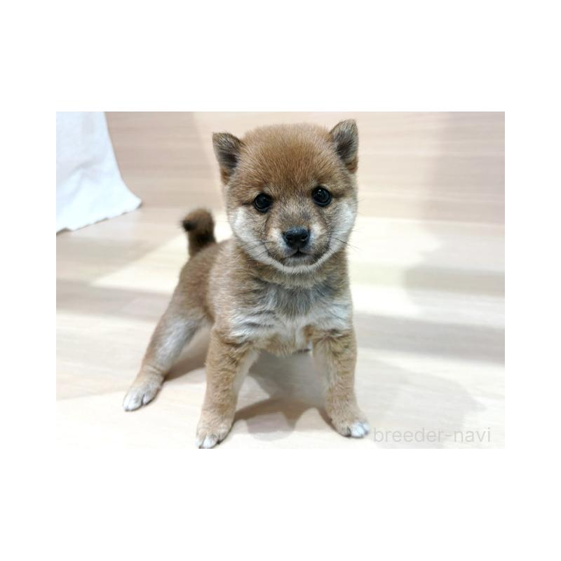 販売中の東京都の豆柴-440533の1枚目