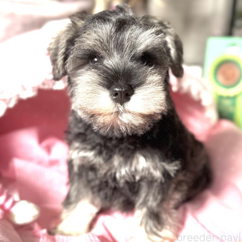 販売中の大阪府のミニチュアシュナウザー-440530の7枚目