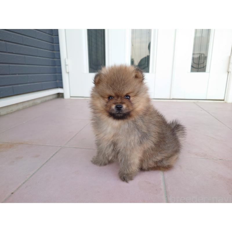 販売中の静岡県のポメラニアン-440531の2枚目