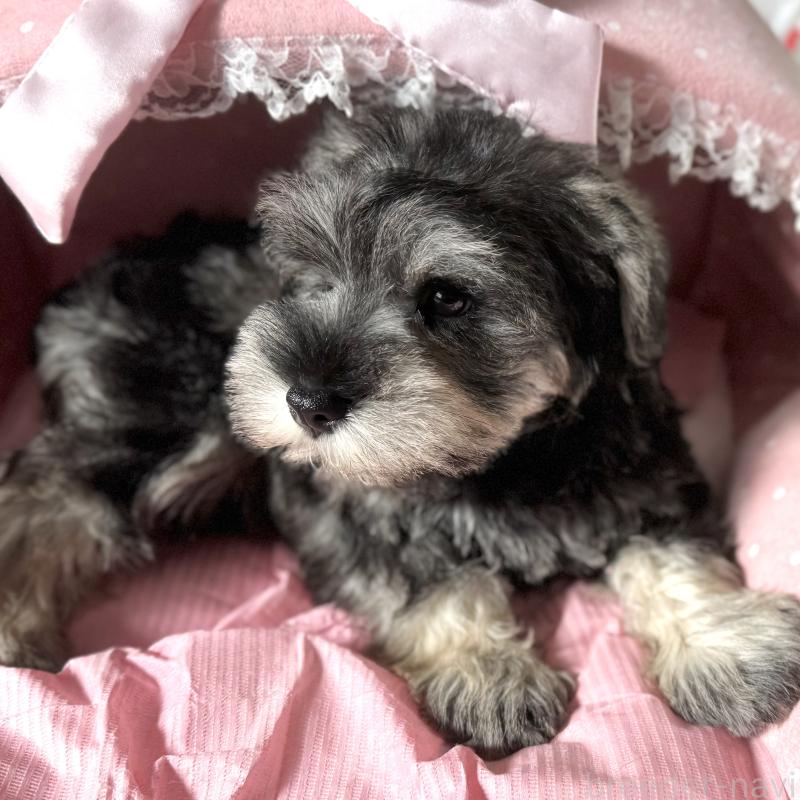 販売中の大阪府のミニチュアシュナウザー-440530の6枚目