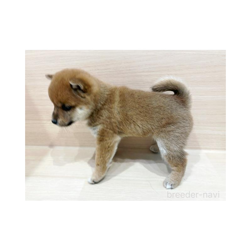 販売中の東京都の豆柴-440533の5枚目