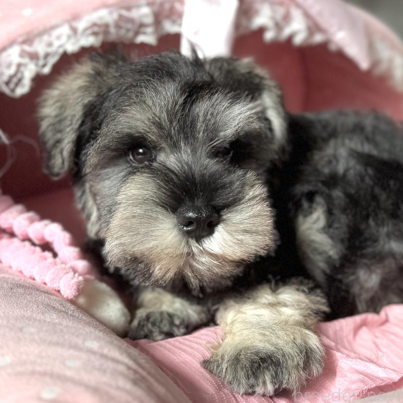 販売中の大阪府のミニチュアシュナウザー-440530の5枚目