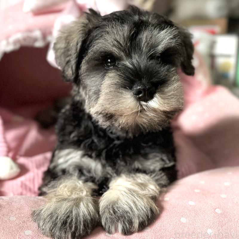 販売中の大阪府のミニチュアシュナウザー-440530の4枚目