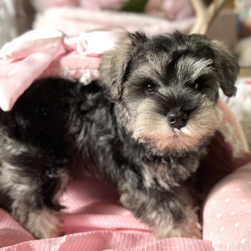 販売中の大阪府のミニチュアシュナウザー-440530の3枚目