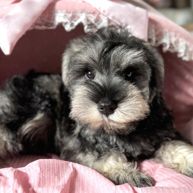 販売中の大阪府のミニチュアシュナウザー-440530の2枚目