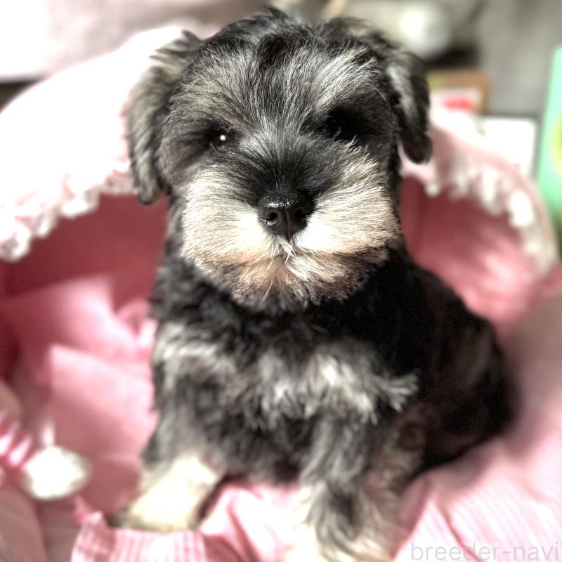販売中の大阪府のミニチュアシュナウザー-440530の1枚目