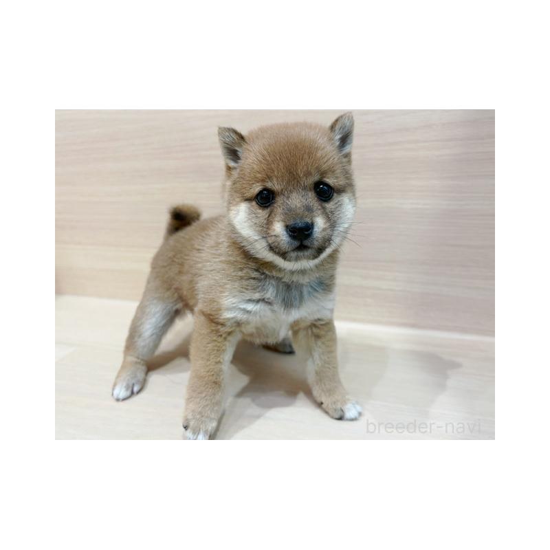 販売中の東京都の豆柴-440533の2枚目