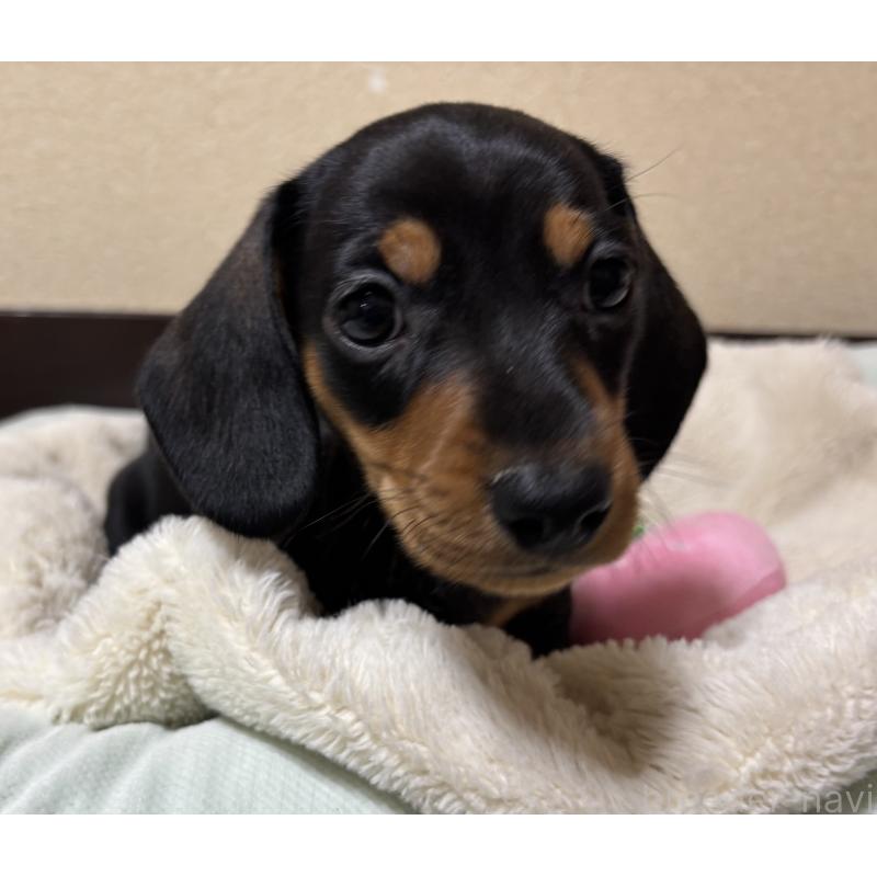 販売中の茨城県のミニチュアダックスフンド(スムースヘアード)-440539
