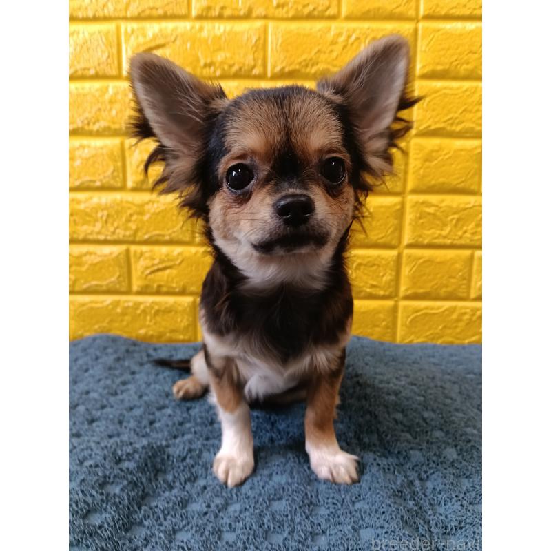 販売中の千葉県のチワワ(ロングコート)-404128の12枚目