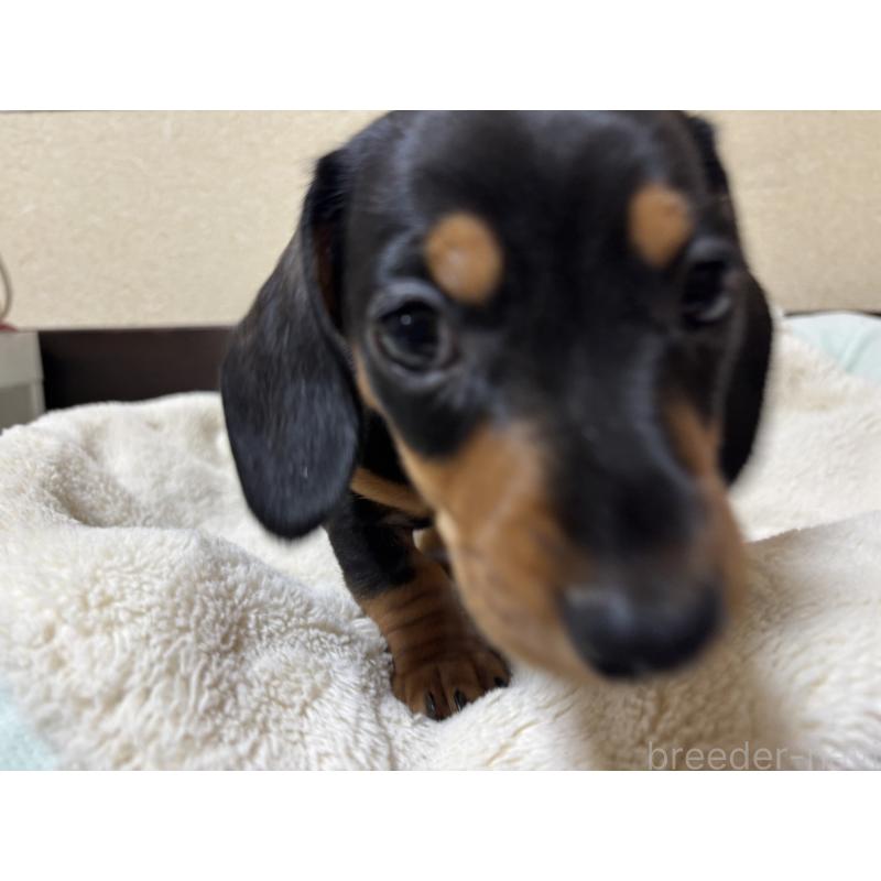 販売中の茨城県のミニチュアダックスフンド(スムースヘアード)-440539の4枚目