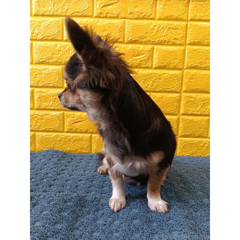 販売中の千葉県のチワワ(ロングコート)-404128の10枚目