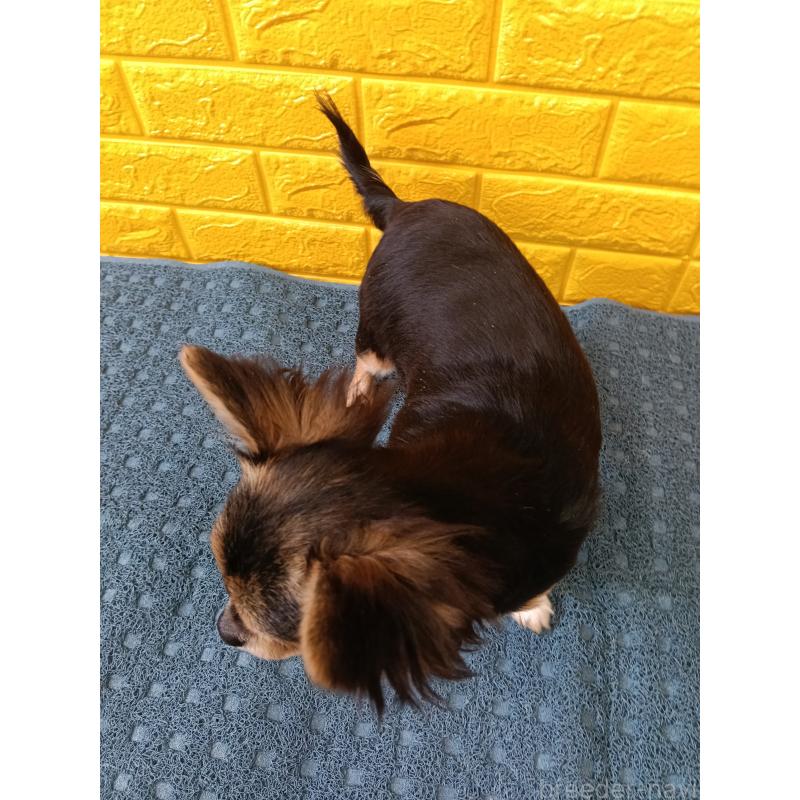 販売中の千葉県のチワワ(ロングコート)-404128の9枚目