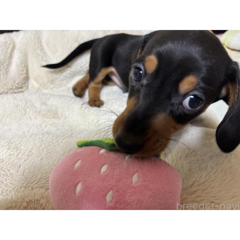 販売中の茨城県のミニチュアダックスフンド(スムースヘアード)-440539の3枚目