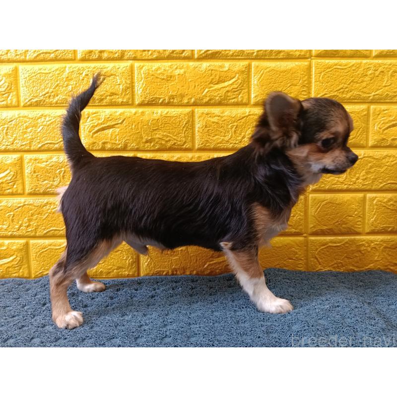 販売中の千葉県のチワワ(ロングコート)-404128の8枚目