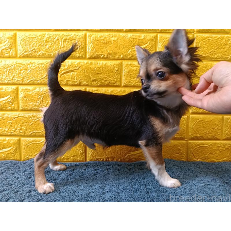 販売中の千葉県のチワワ(ロングコート)-404128の7枚目