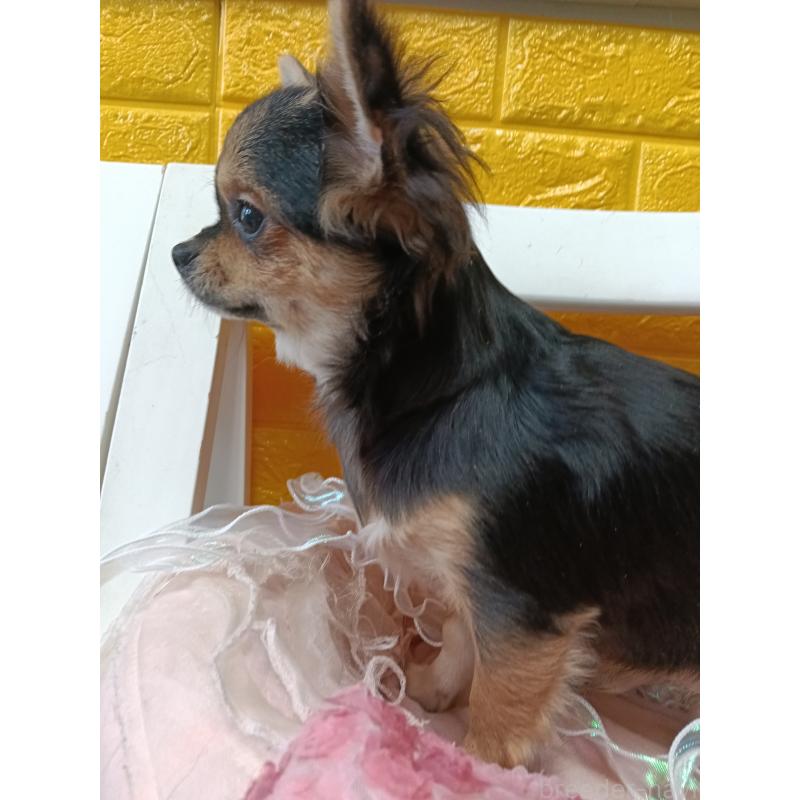 販売中の千葉県のチワワ(ロングコート)-404128の5枚目