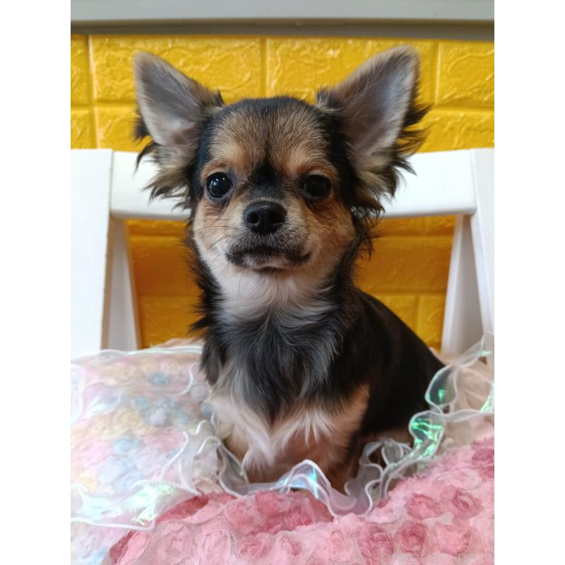 販売中の千葉県のチワワ(ロングコート)-404128の3枚目