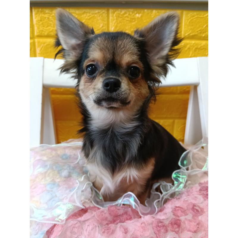 販売中の千葉県のチワワ(ロングコート)-404128の2枚目