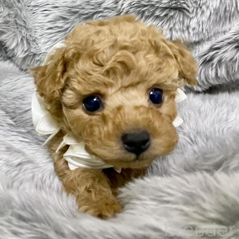 販売中の岐阜県のトイプードル-440541の8枚目