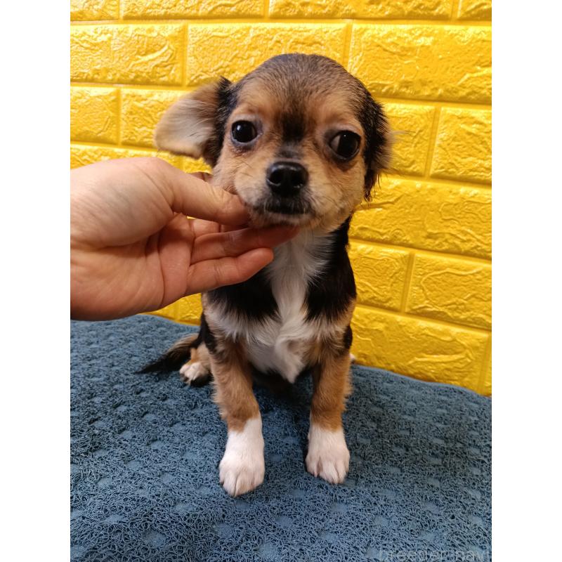 販売中の千葉県のチワワ(ロングコート)-419095の20枚目