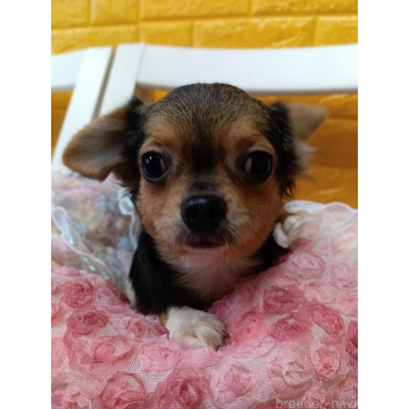 販売中の千葉県のチワワ(ロングコート)-419095の19枚目