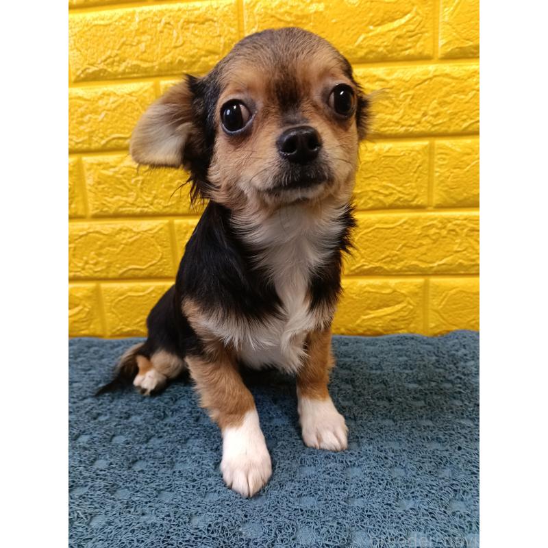 販売中の千葉県のチワワ(ロングコート)-419095の18枚目