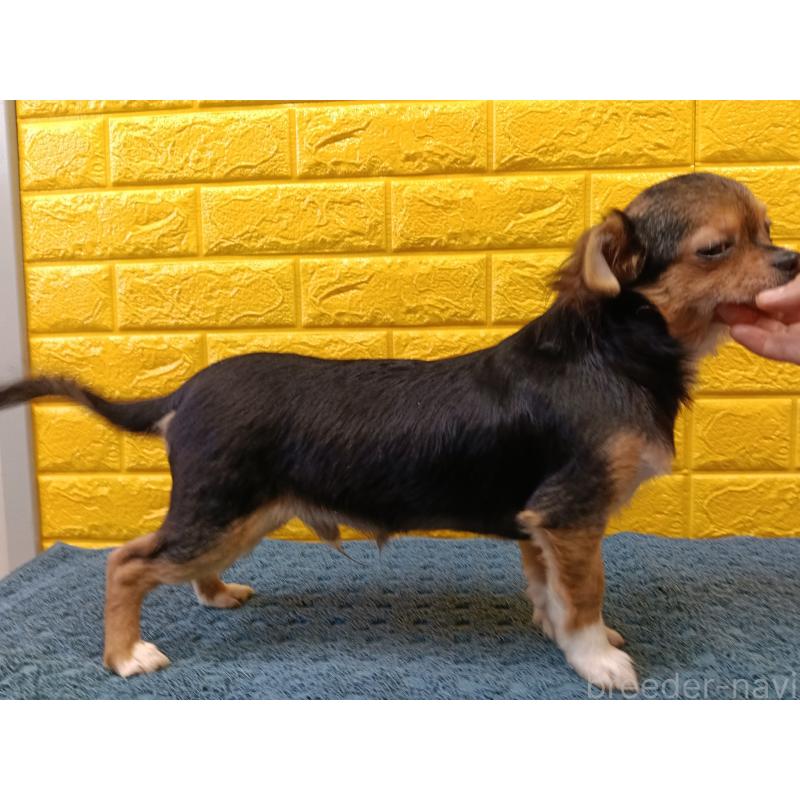 販売中の千葉県のチワワ(ロングコート)-419095の17枚目