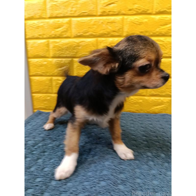 販売中の千葉県のチワワ(ロングコート)-419095の16枚目