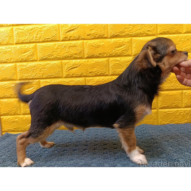 販売中の千葉県のチワワ(ロングコート)-419095の15枚目