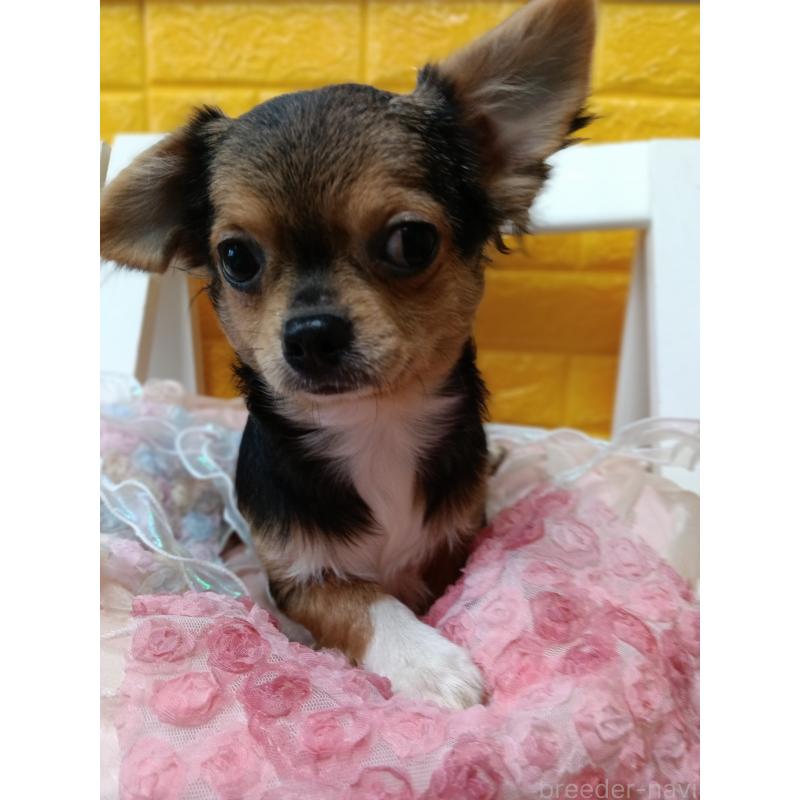 販売中の千葉県のチワワ(ロングコート)-419095の14枚目